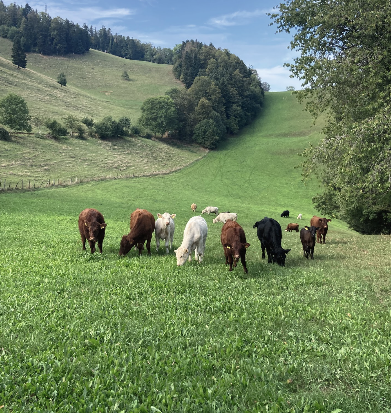 Maison de la Tête de Moine