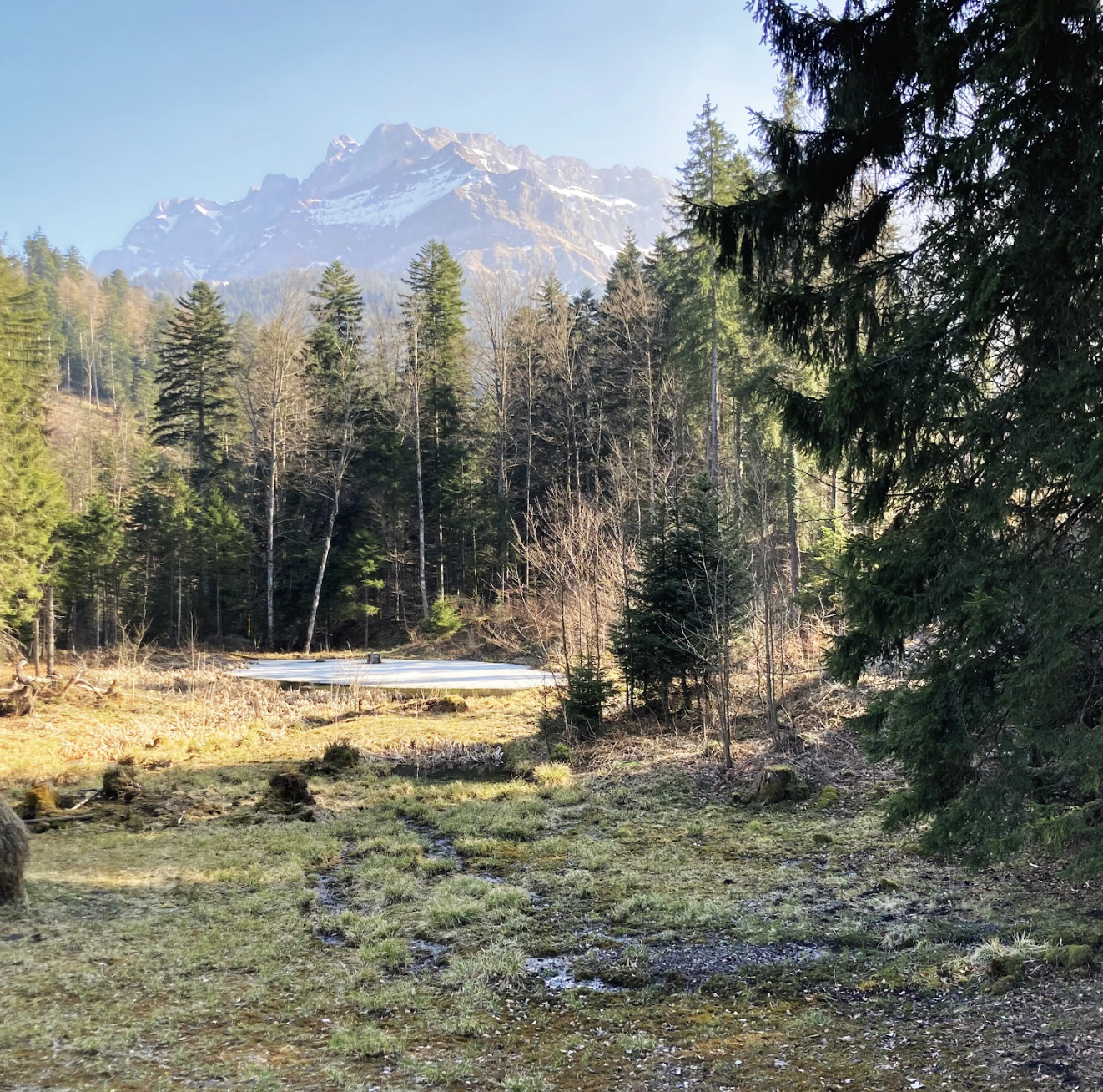 Alpladen Neualp