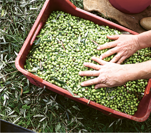 Mercuri Olive Groves