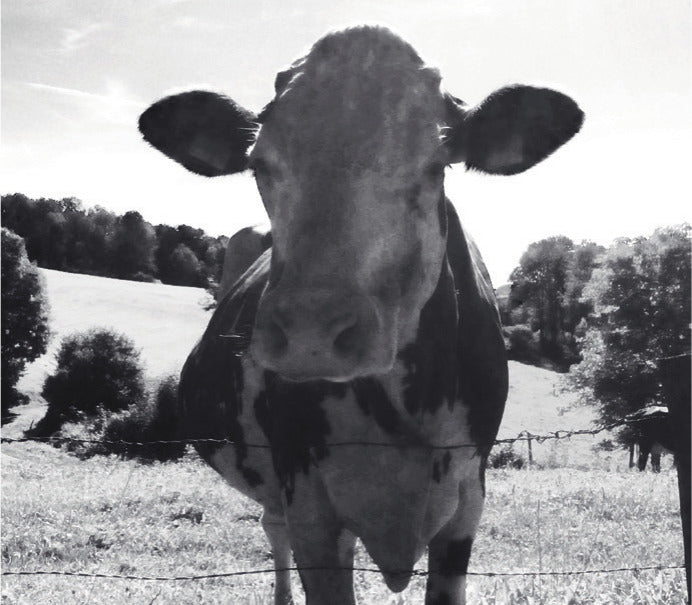 Weidefarm